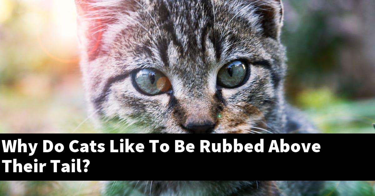 Why Do Cats Like To Be Rubbed Above Their Tail?