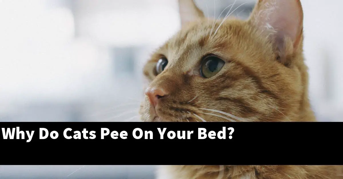 Why Do Cats Pee On Your Bed?