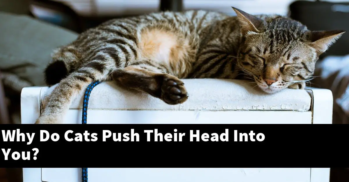 Why Do Cats Push Their Head Into You?