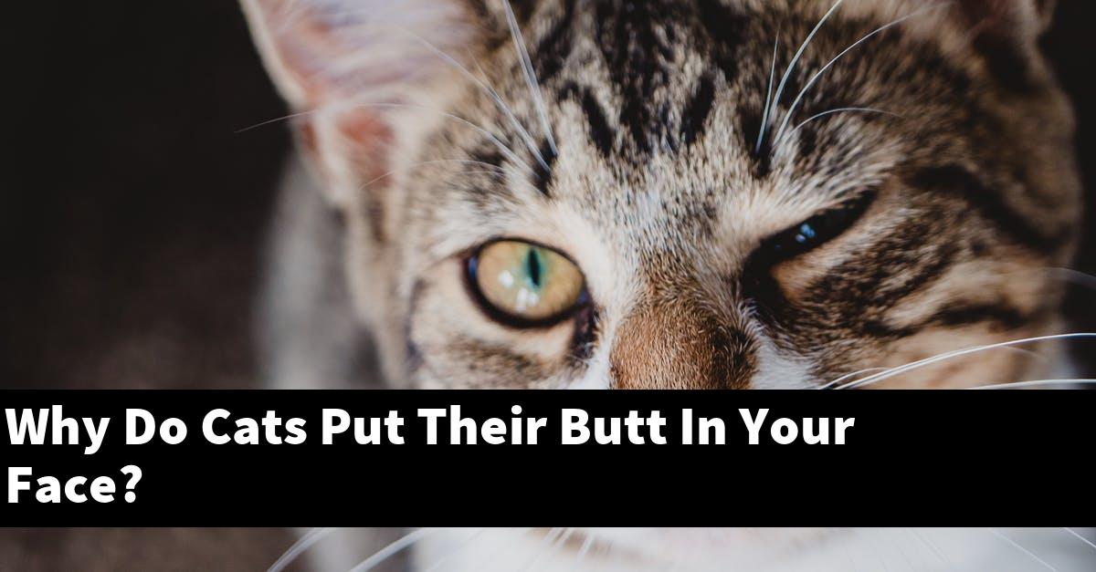 Why Do Cats Put Their Butt In Your Face?