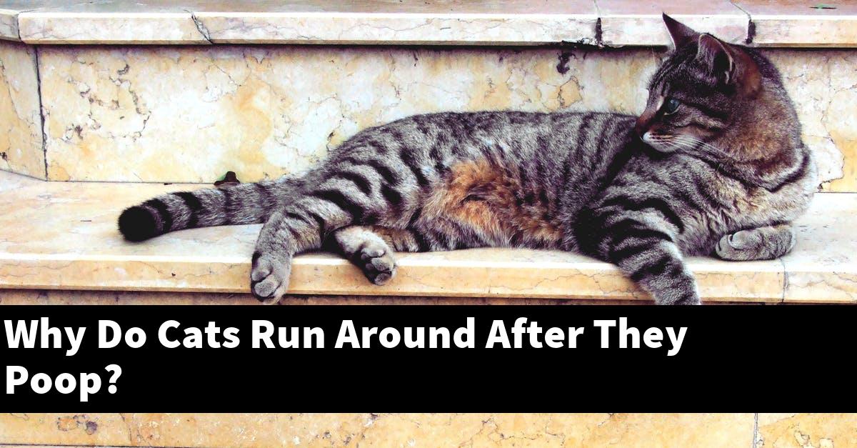 Why Do Cats Run Around After They Poop?