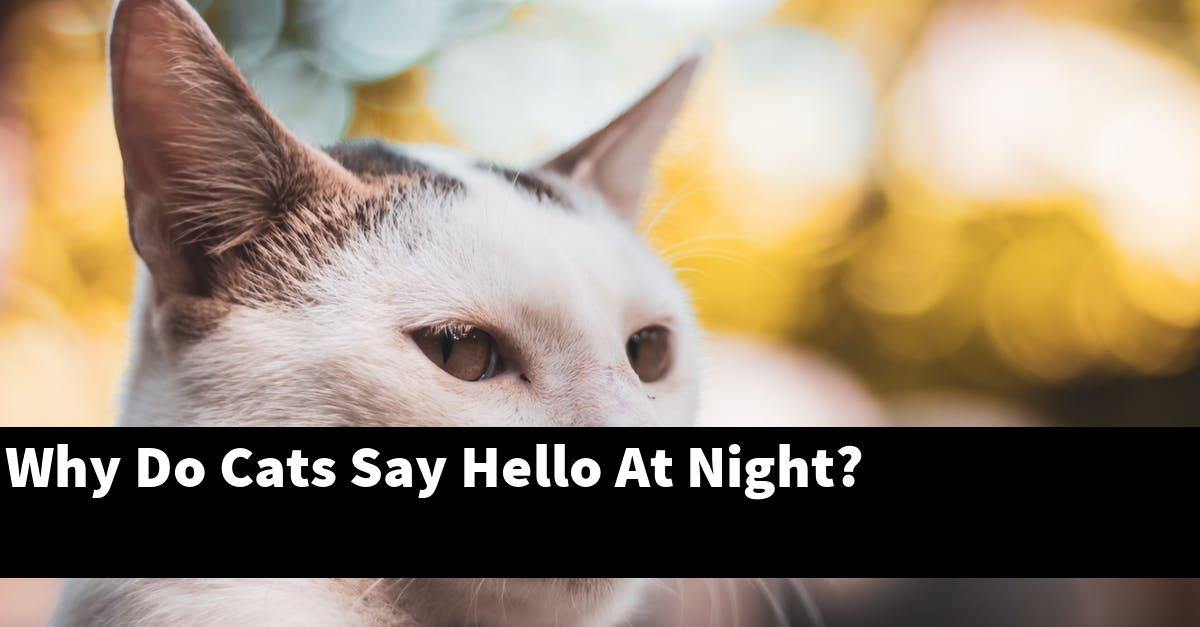 Why Do Cats Say Hello At Night?