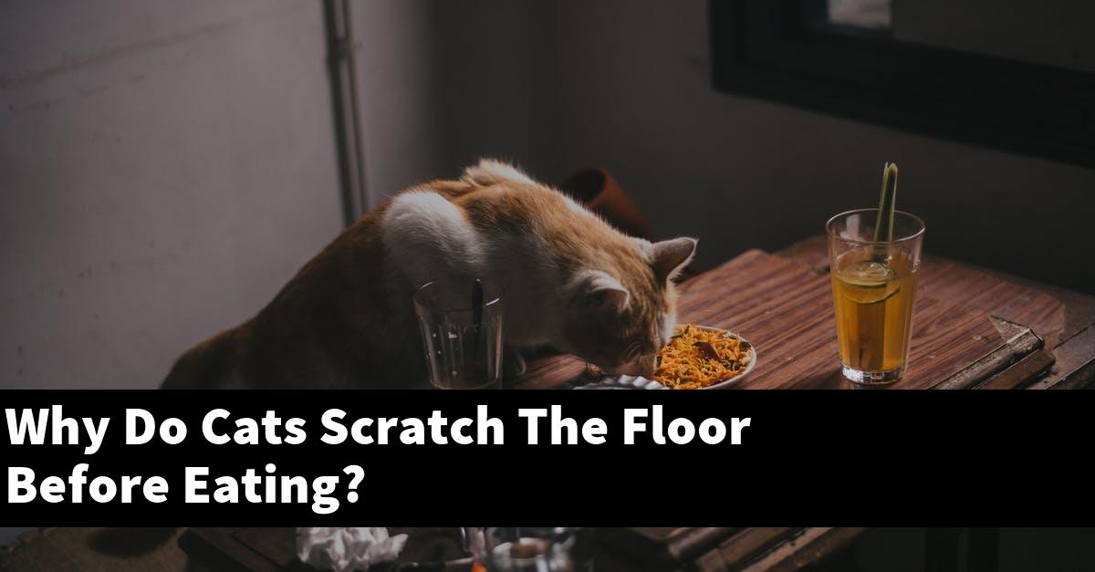 Why Do Cats Scratch The Floor Before Eating?