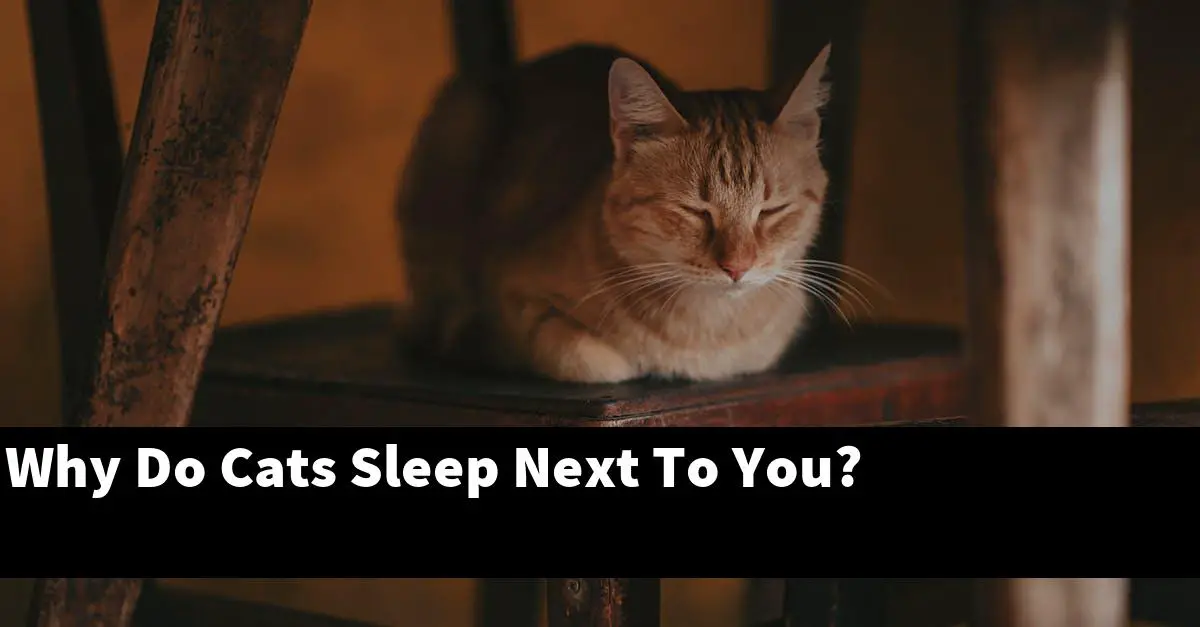 Why Do Cats Sleep Next To You?