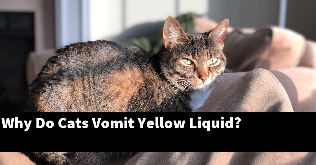Why Do Cats Vomit Yellow Liquid?