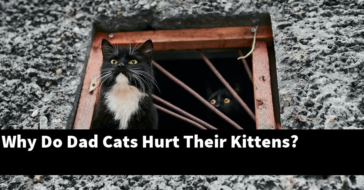 Why Do Dad Cats Hurt Their Kittens?