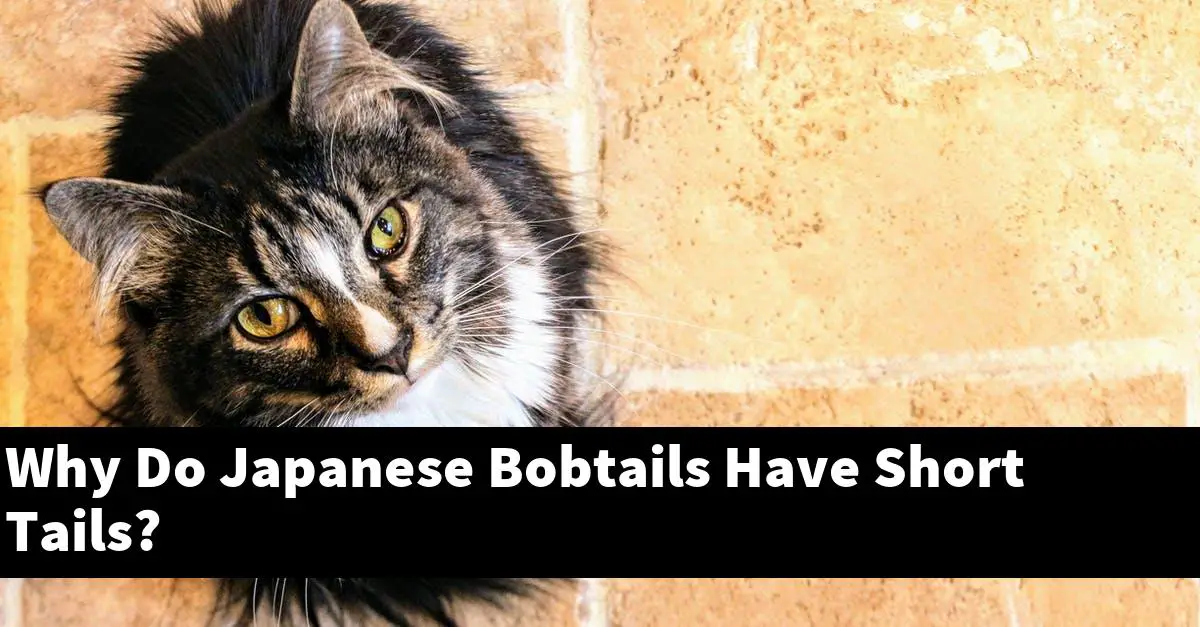 Why Do Japanese Bobtails Have Short Tails?