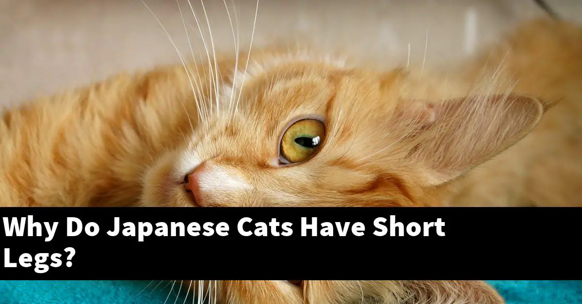Why Do Japanese Cats Have Short Legs?