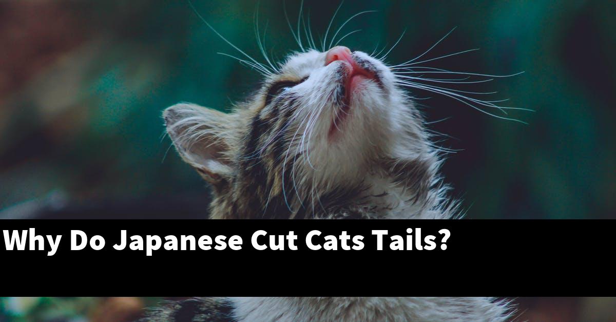 Why Do Japanese Cut Cats Tails?