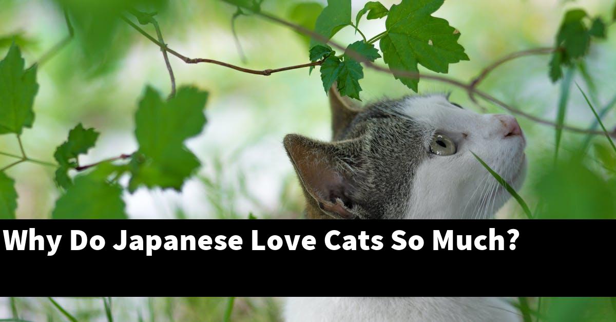 Why Do Japanese Love Cats So Much?