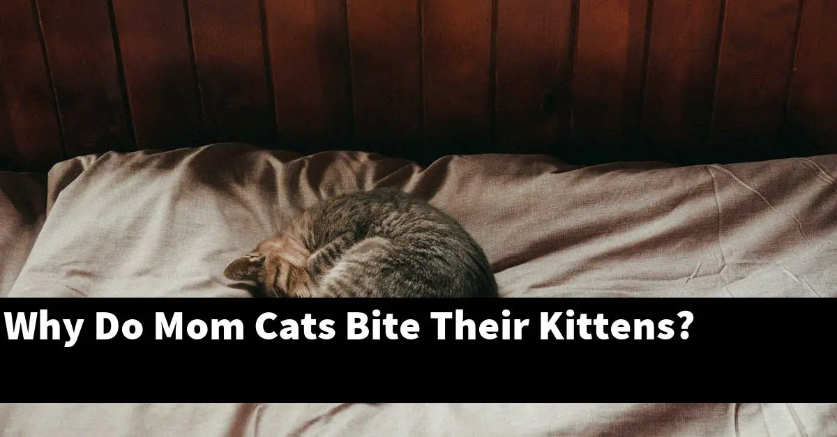 Why Do Mom Cats Bite Their Kittens?
