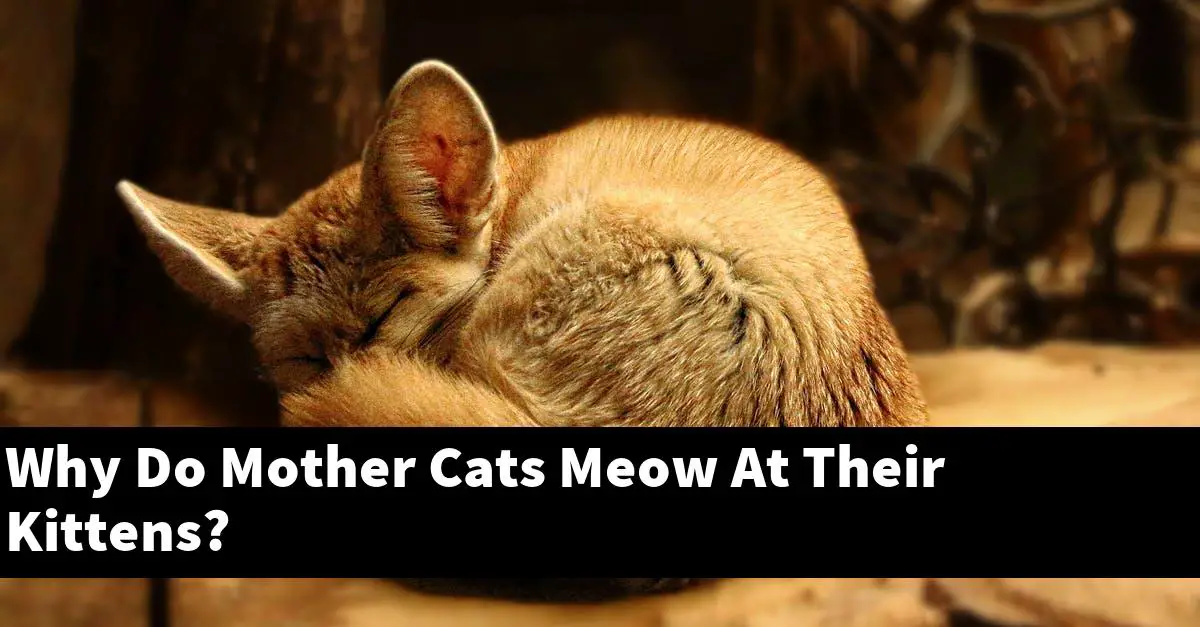 Why Do Mother Cats Meow At Their Kittens?