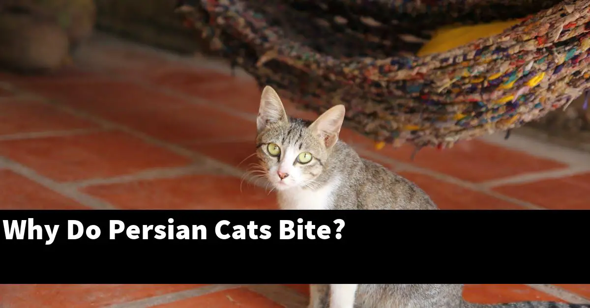 Why Do Persian Cats Bite?