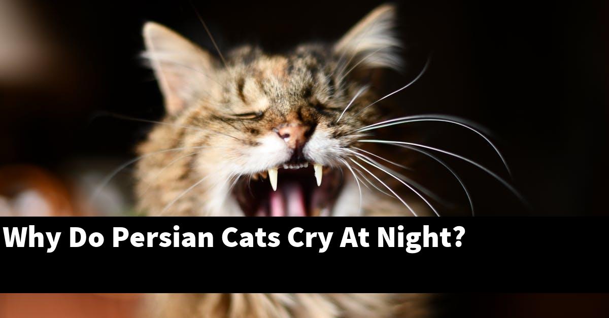 Why Do Persian Cats Cry At Night?