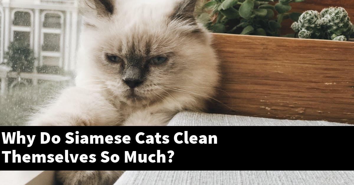 Why Do Siamese Cats Clean Themselves So Much?