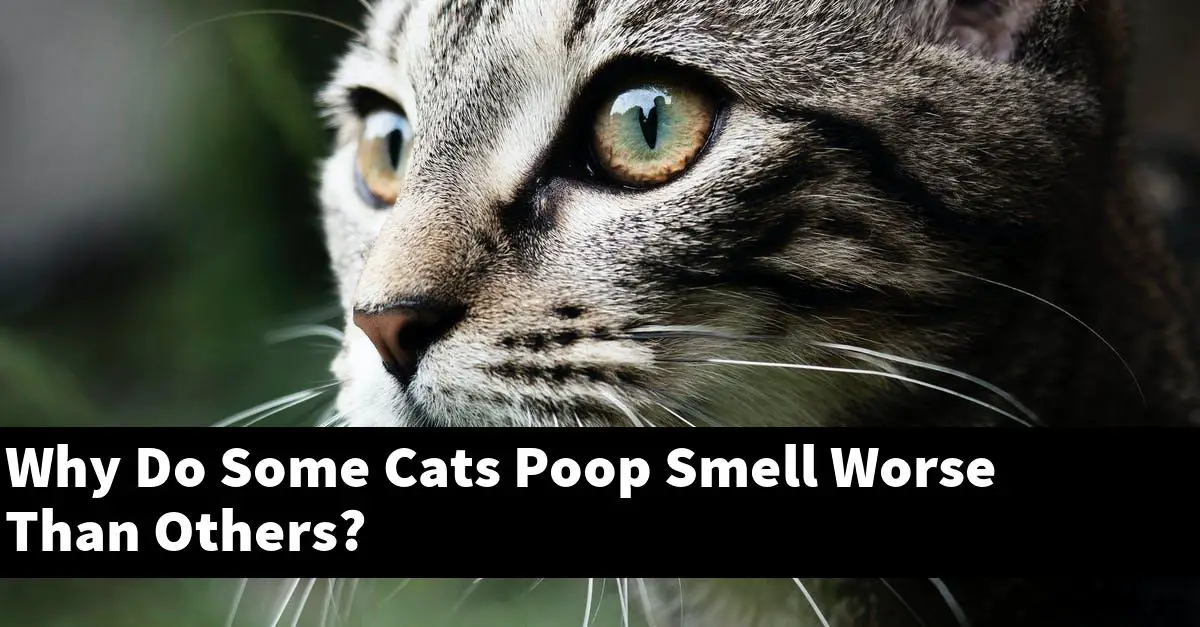 Why Do Some Cats Poop Smell Worse Than Others?