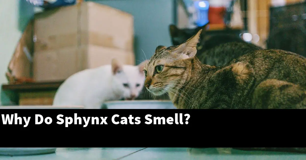 Why Do Sphynx Cats Smell?