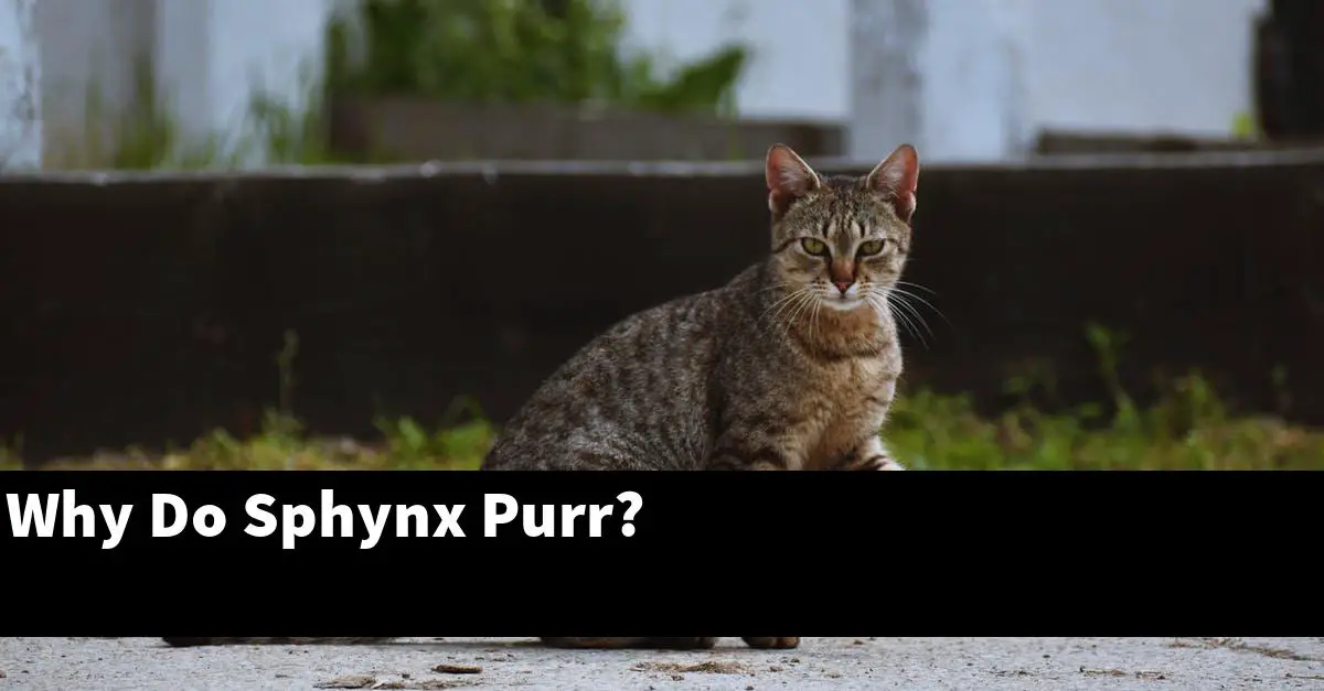 Why Do Sphynx Purr?