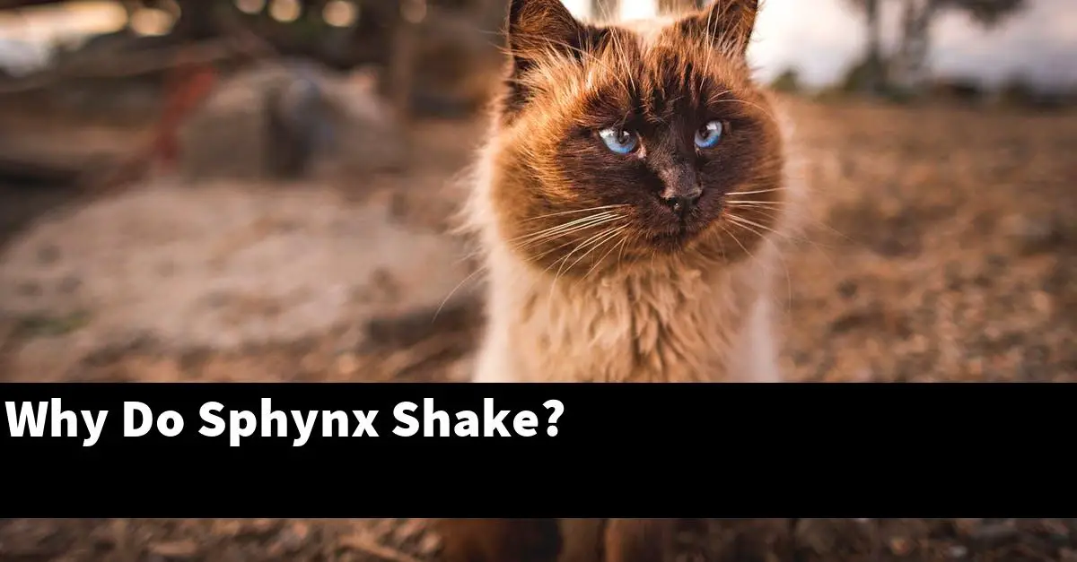 Why Do Sphynx Shake?
