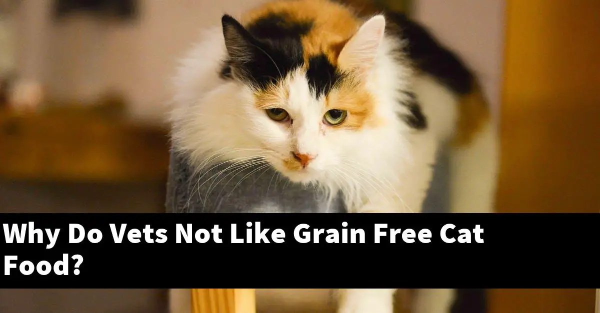 Why Do Vets Not Like Grain Free Cat Food?