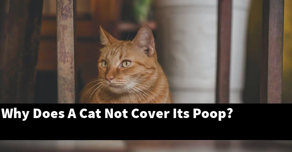 Why Does A Cat Not Cover Its Poop?