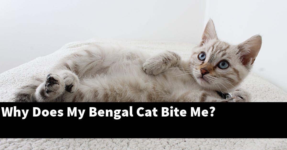 Why Does My Bengal Cat Bite Me?