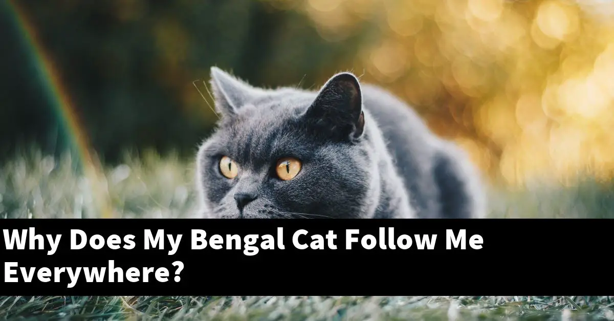 Why Does My Bengal Cat Follow Me Everywhere?