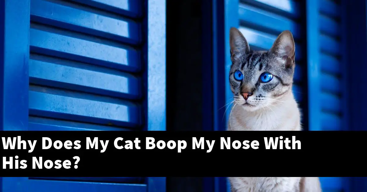 Why Does My Cat Boop My Nose With His Nose?