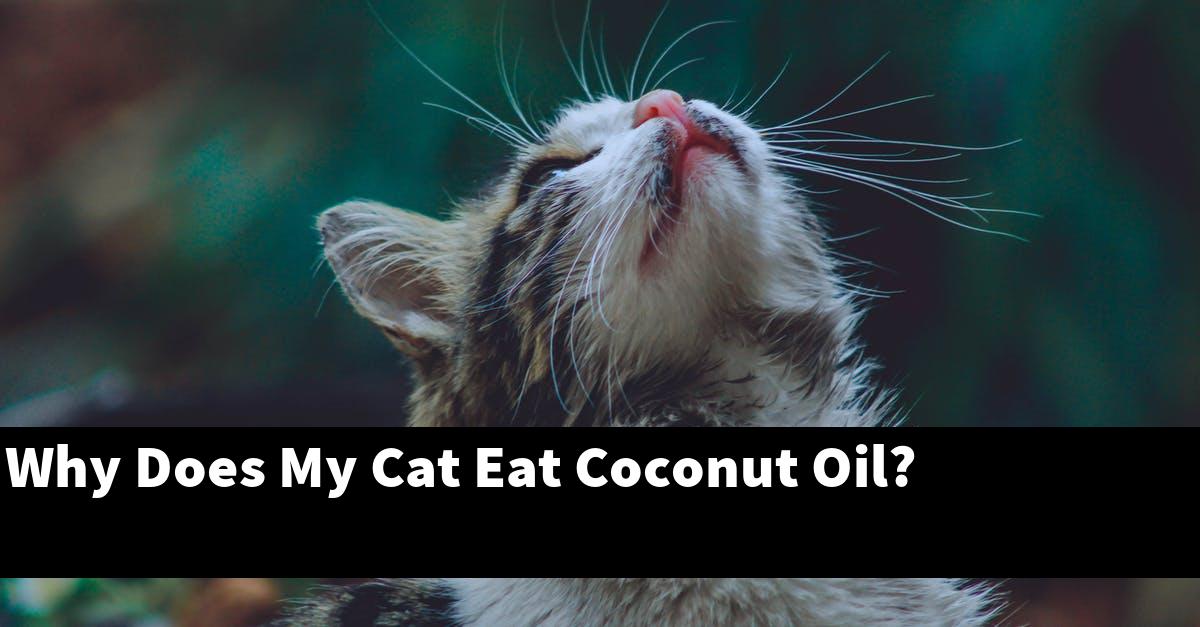 Why Does My Cat Eat Coconut Oil?
