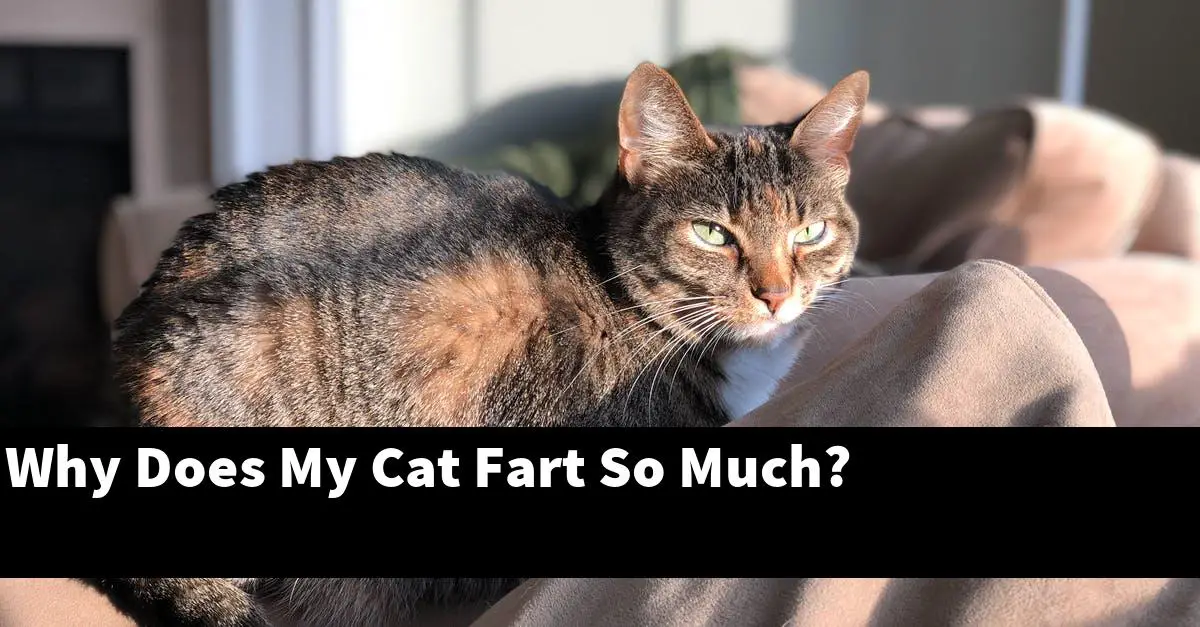 Why Does My Cat Fart So Much?