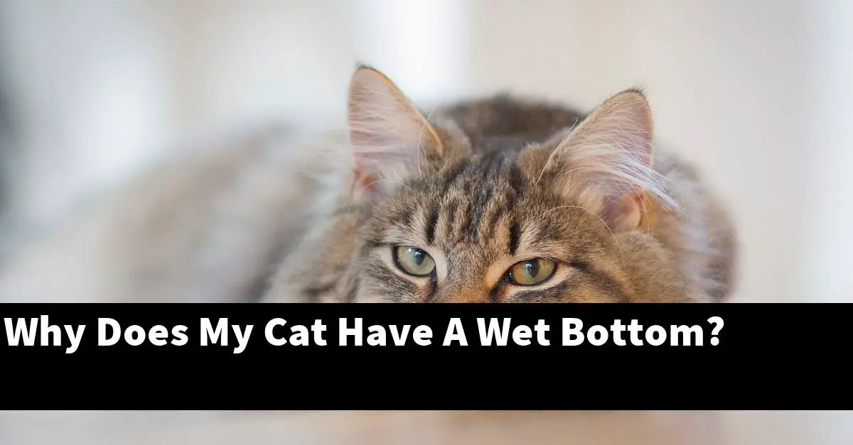 Why Does My Cat Have A Wet Bottom?