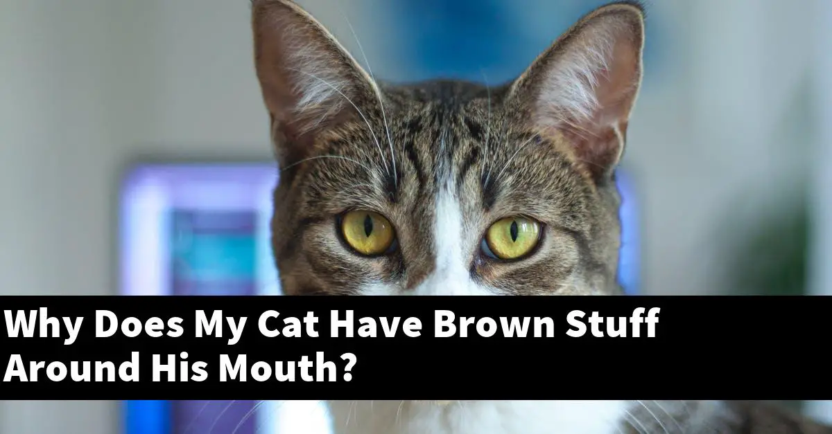 Why Does My Cat Have Brown Stuff Around His Mouth?