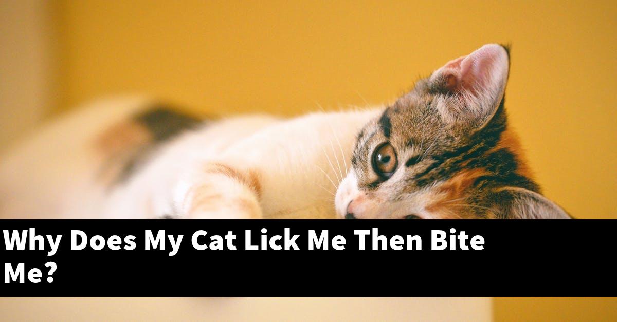 Why Does My Cat Lick Me Then Bite Me?