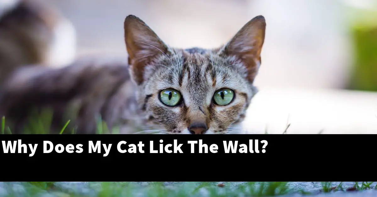 Why Does My Cat Lick The Wall?