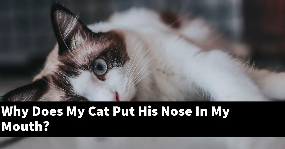 Why Does My Cat Put His Nose In My Mouth?
