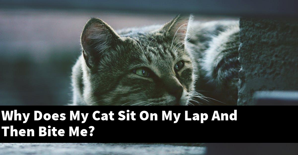 Why Does My Cat Sit On My Lap And Then Bite Me?
