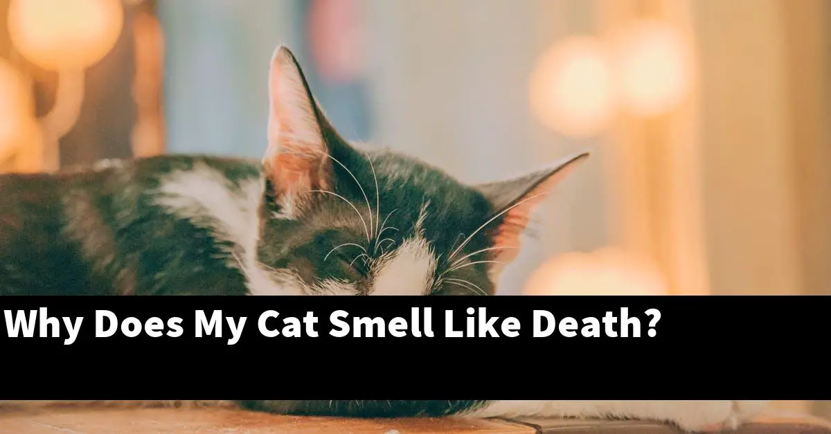 Why Does My Cat Smell Like Death?
