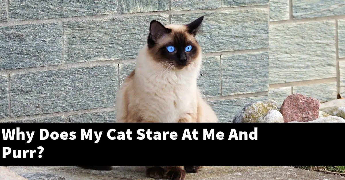 Why Does My Cat Stare At Me And Purr?