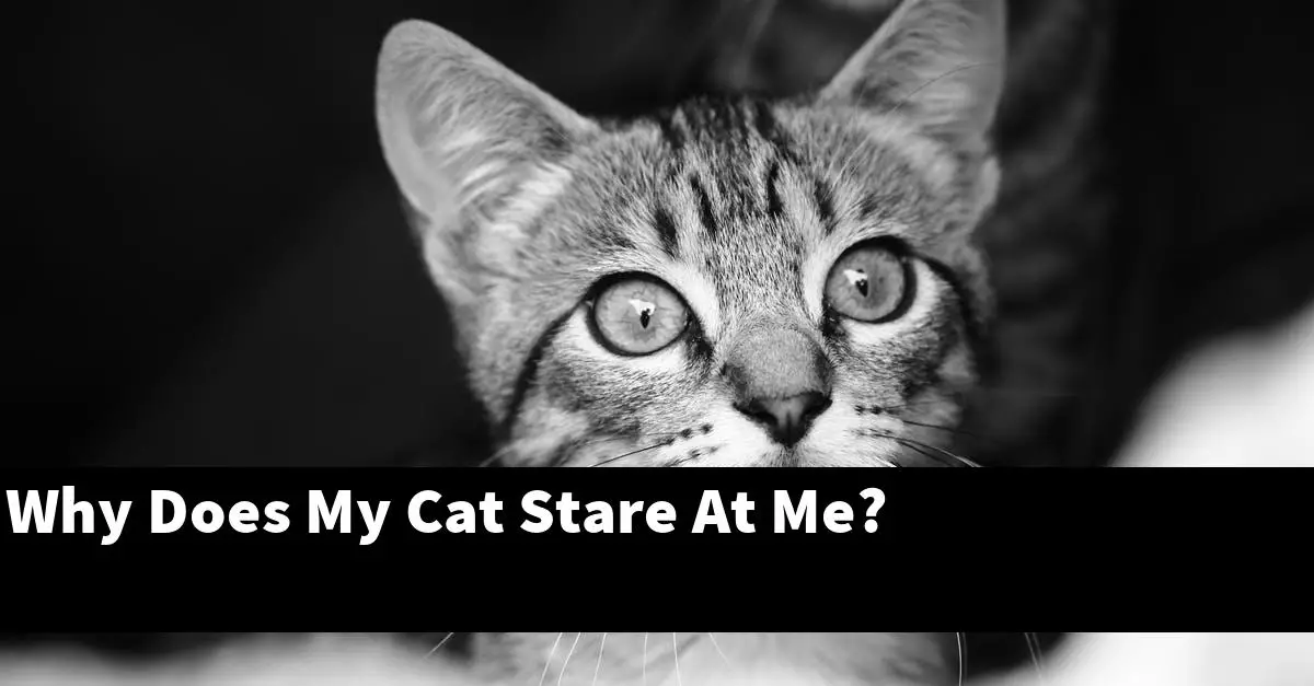 Why Does My Cat Stare At Me?