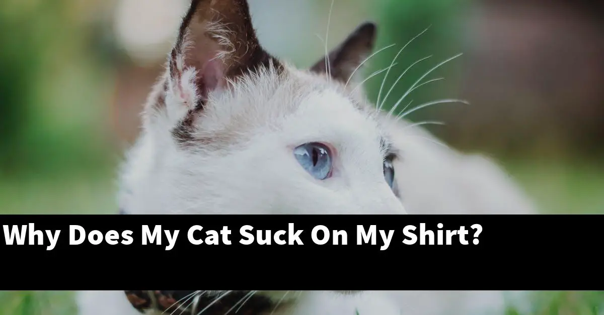 Why Does My Cat Suck On My Shirt?