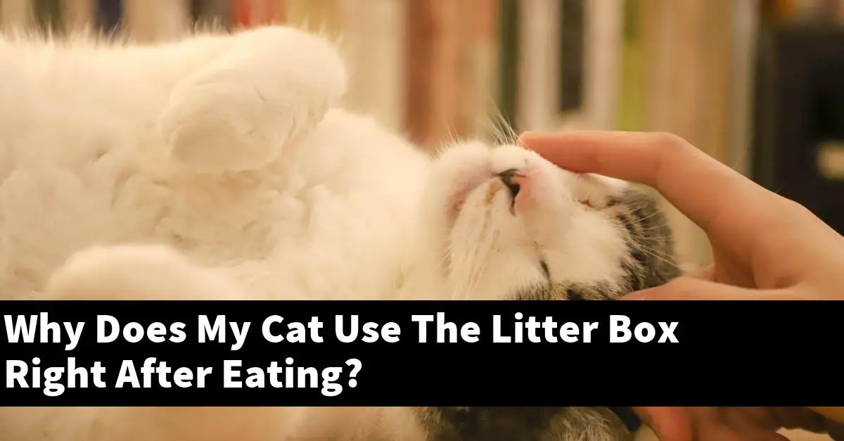Why Does My Cat Use The Litter Box Right After Eating?