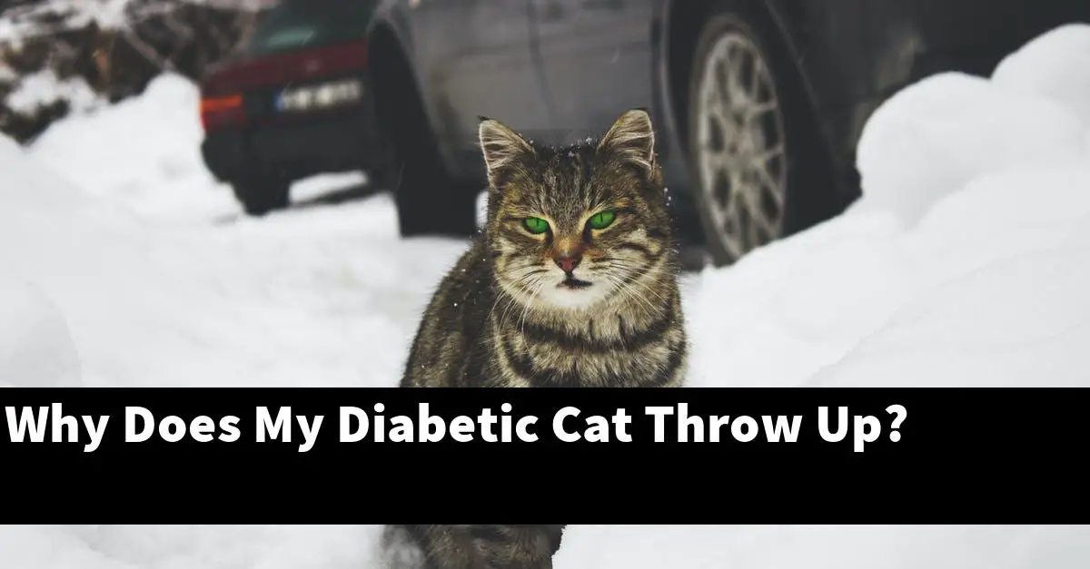 Why Does My Diabetic Cat Throw Up?