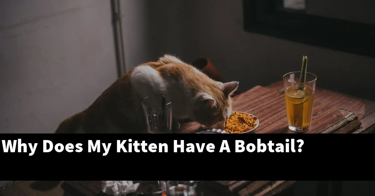 Why Does My Kitten Have A Bobtail?
