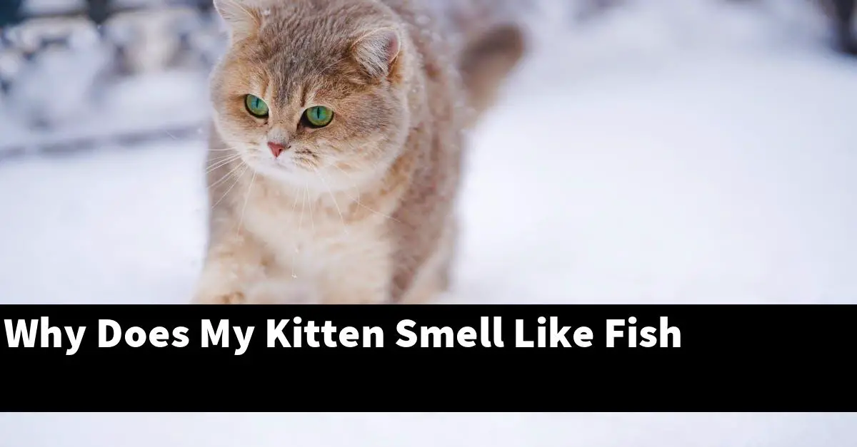 Why Does My Kitten Smell Like Fish