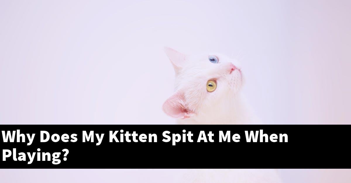 Why Does My Kitten Spit At Me When Playing?
