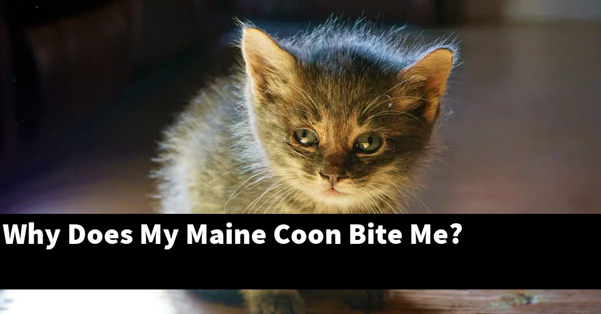 Why Does My Maine Coon Bite Me?