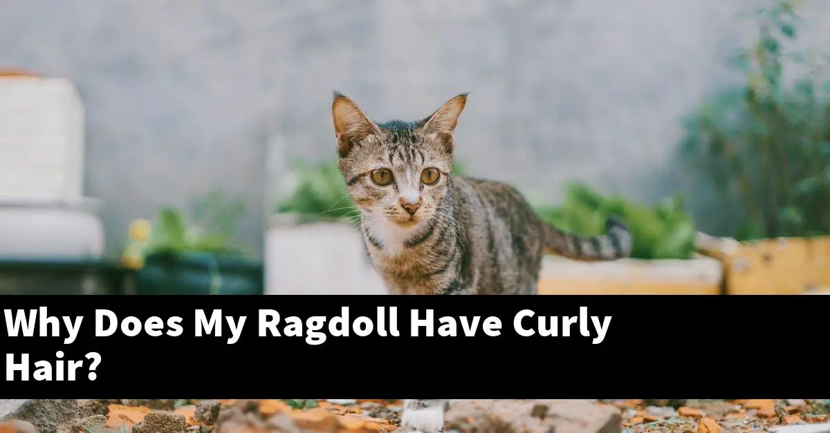 Why Does My Ragdoll Have Curly Hair?