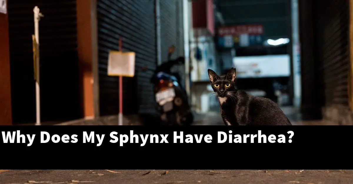 Why Does My Sphynx Have Diarrhea?