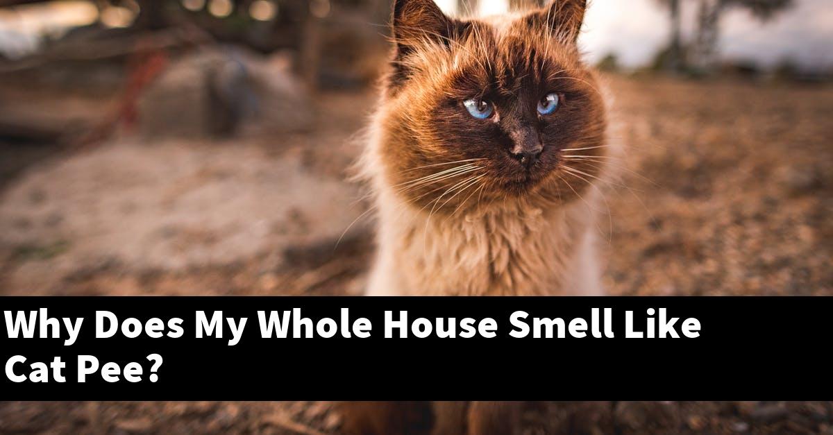 Why Does My Whole House Smell Like Cat Pee?