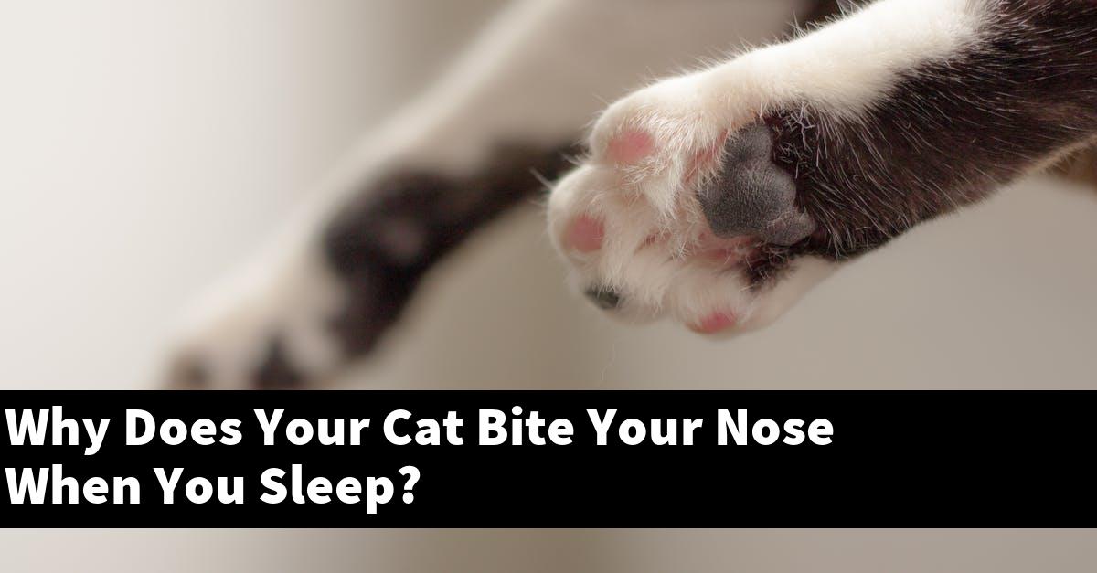 Why Does Your Cat Bite Your Nose When You Sleep?